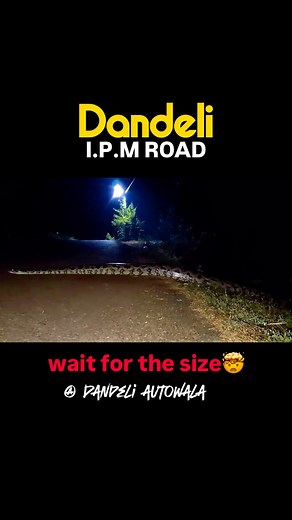 can you guess the size!??? huge python in Dandeli ⏬ Dandeli is home to many types of snakes, including venomous, semi-venomous, and non-venomous varieties, making it one of the richest regions for snake biodiversity in Karnataka. #dandelion #explorepage #naturelovers #snake #tourism #karnatakatourism #dandeliautowala# | Malik Sayed