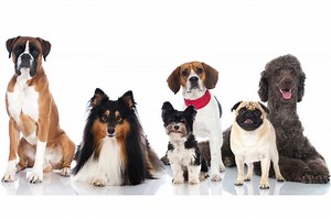 Dog Breed Characteristics | LoveToKnow Pets