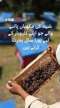 The Beekeepers Who Migrate Year-Round for Their Livelihood - BBC URDU