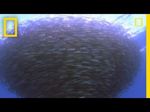 Predators Decimate Bait Ball | National Geographic