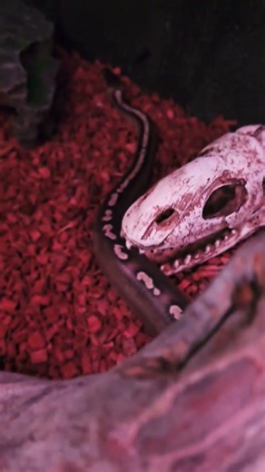 #montypython #snake #reptiles #python #pets #ballpython