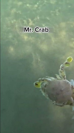 Mr. Crab