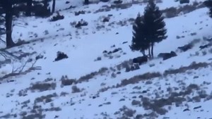 276K views · 1.7K reactions | BrushBuck Wildlife Tours- Yellowstone Wolf Tour 1st day! Tour Information Here: https://brushbucktours.com/tour/yellowstone-wolf-tour-4-days-3-nights/ Video filmed on tour by BrushBuck Guide Daniel Bradford #BrushBuck #WeAreWildlife #Yellowstone #GrandTeton #JacksonHole #NatGeo #WishYouWereHere #JHDreaming #Grizzly #DBradWildlife #gtnp #YNP #MountainLife #HorseLife #GuideLife #Alaska #Denali #Wolf #Kenai #Bear | BrushBuck Wildlife Tours, Inc. | Facebook