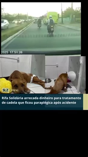 SLZ Online on Instagram: "Uma Rifa Solidária está sendo organizada para o tratamento de uma cadelinha que ficou paraplégica, após um acidente no início de dezembro. A cadela foi socorrida, no entanto o atendimento médico já chega R$ 6 mil reais. Os gastos são decorrentes das diárias da clínica fora todos os outros gastos que ainda virão: fisioterapia, fraldas, medicamentos e cuidados contínuos. A rifa serão 4 ganhadores e os prêmios serão: 1 Avaliação física + Kit acessórios p/ Celular 2 Kit fes