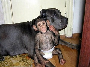 Giant dog adopts baby chimpanzee