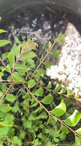 Learnt about the food web in school? It can help you #gardening #permaculture | The Compost Kitchen