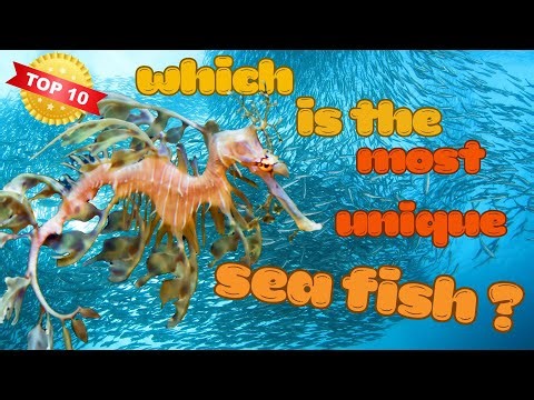 [top 10 ikan laut] ikan unik apa yang tersembunyi di dalam laut ?