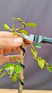 boxwood tree #bonsai #bonsaimaking #bonsai_material | Nazim's Bonsai