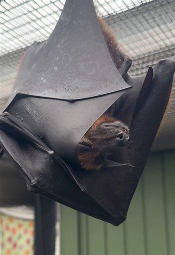 Surprising Bat Communication Through Scent