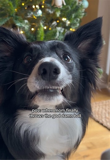 Understanding Border Collie Behavior and Playfulness