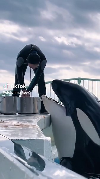 Exploring the Fascinating World of Orcas