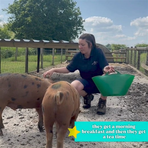 🌟 Join Laura down at the pig pen as she introduces our adorable pigs 🐷💕 Learn all about their unique diets, how we take care of them, and get to know each pig by name! 🎥✨ | Farmer Palmer's Farm Park