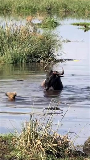 Discover Fascinating World Animals in Stunning Film