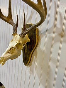 Custom European Mount Plaque for Deer Skull Display - Etsy