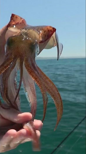 Southern Calamari, amazing squid that change colour instantly