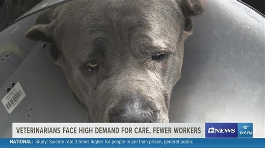 Veterinary industry facing high demand to treat animals amid adoption increase, staff shortages