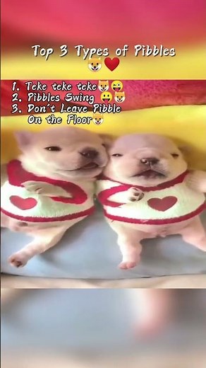 Ranking the Funniest Pibble Memes Ever! 🤣🐾 #pibble #dogs #animals #cute #shorts