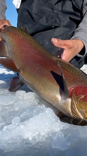 The BEST jigs for ICE FISHING 🔥 #fishing #icefishing #trout #troutfishing #icefirejigs