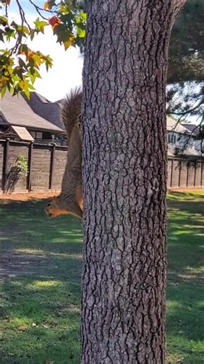 TEXAS SQUIRREL