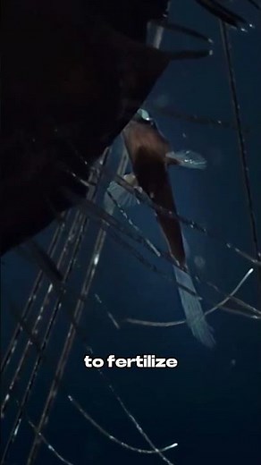 Anglerfish: The Luminous Predator of the Deep Sea