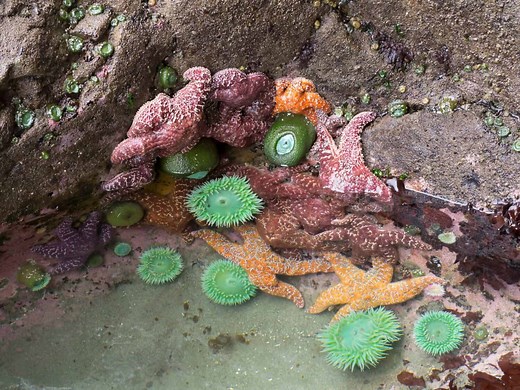 The 9 Most Common Creatures in Tide Pools