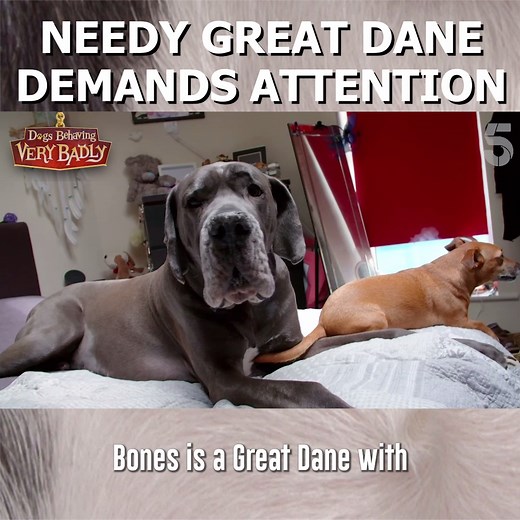 Meet Bones, the Great Dane ruining this couple's relationship! Watch more Dogs Behaving Very Badly over on our Youtube channel: youtube.com/dogsbehavingverybadly | Dogs Behaving Very Badly