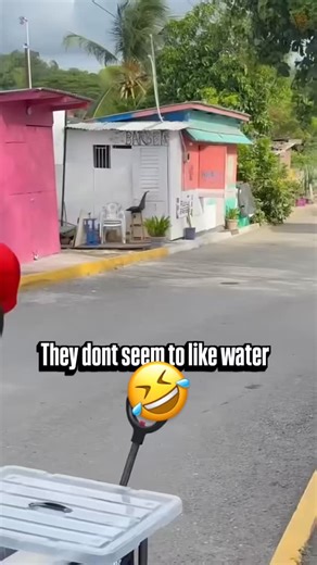 ques on Instagram: "🇯🇲"