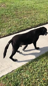 Dogs SYMPTOMS of hind limb weakness and ataxia