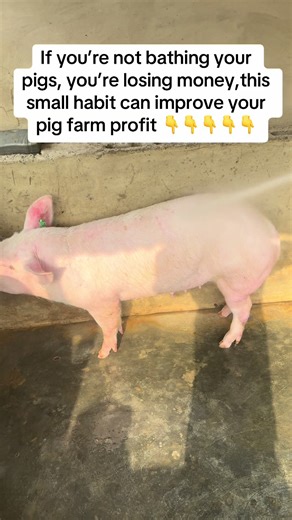 Did you know bathing pigs can increase your profit? Here are 3 reasons every pig farmer must bathe pigs. Number one: It reduces heat stress. Pigs don’t sweat, so bathing helps cool them down. Cool pigs eat more and grow faster. Number two: It prevents diseases. Bathing removes dirt, lice, mites, and ticks. Clean skin means healthier pigs and fewer treatments. Number three: It boosts growth and hygiene. Clean pigs are active, smell less, and gain weight better. Healthy pigs mean better returns fo