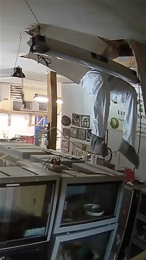 Man falls thru ceiling onto SNAKES! #snake #reptiles #lizards
