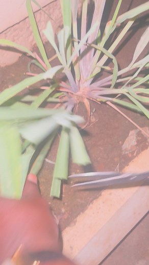 🌿 How to Trim Lemongrass 1. Trim the leaves Cut the long, dry, or brown leaves at the top. Leave about 20–30 cm (8–12 inches) of green leaf. 2. Remove dry edges Peel off any dry, brown outer stalks to keep the plant neat. 3. Shape the clump Trim the sides to maintain a round, healthy shape. 4. Cut back old growth If the plant is too tall or messy, cut the whole clump down to 15–20 cm (6–8 inches) above the ground. Do this during warm weather—lemongrass regrows fast. 5. Harvest properly For cook