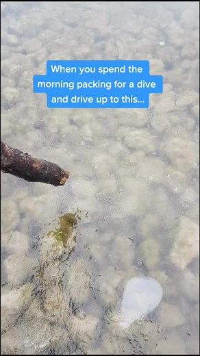 Modern Diver Channel on TikTok