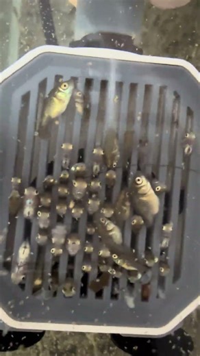Never use a water pump for raising fish fry! Simply add an oxygen pump instead #fish #koi