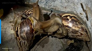 Giant African snails detected in Florida, prompting eradication efforts to begin