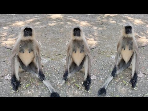 Wild Langur Documentary Style Video | Nature & Wildlife