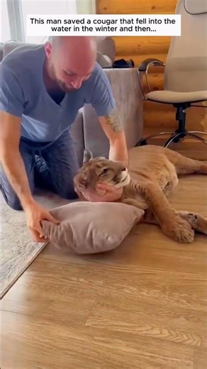 This man saved a cougar that fell into the water in the winter and then...