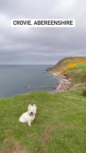 Crovie (pronounced Crivie) is a quaint fishing village in Aberdeenshire popular with photographers and those looking for the ultimate break by the sea. Have you visited? #ne250 #aberdeenshire #visitscotland | Scotland with Sam & The Wee White Dug