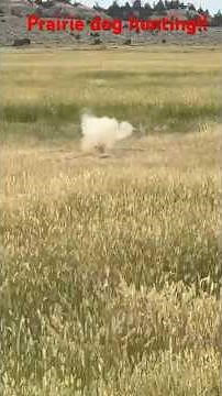 Montana Prairie Dog Hunting!!#hunting#prairiedogs #montana