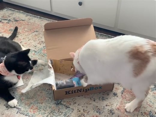 30 reactions | While we guarantee your kitties will be excited to dig into their KitNipBox, we can't promise they'll share!  Thank you @tails_of_rooroo_and_momo for sharing your unboxing!  | KitNipBox | Facebook