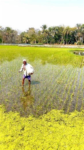 Busy Farmers in Green Fields | Peaceful Village Farming Life 🌾 #shorts #village #nature #farmer