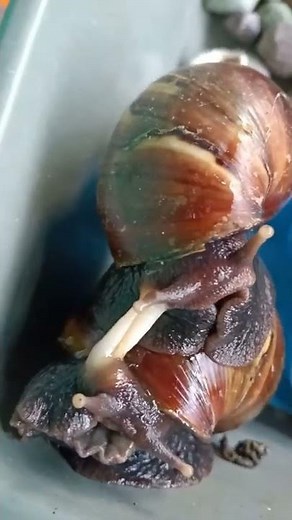 This Is How Snails Reproduce