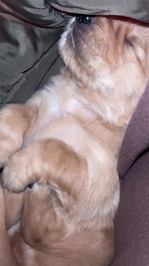 Hidden Surprise in My Jacket | Puppy TikTok