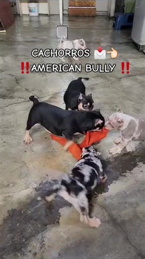 criadero.americanbully on TikTok