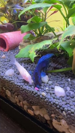 Will My Betta Attack These Fish? 😳 #Shorts