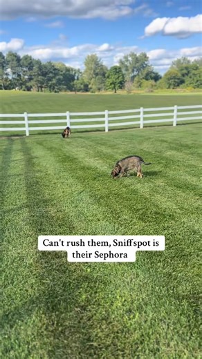 2.1K views · 31 reactions | Sniffspot on Reels | Facebook