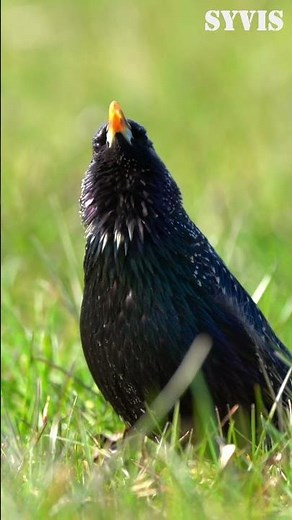 Male Starling Calls and Sounds, Part 2