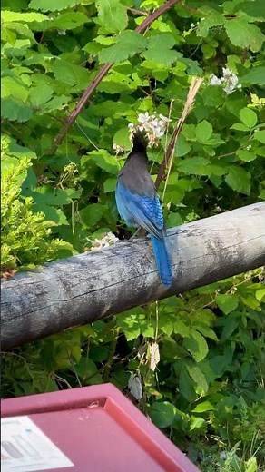 Stellar’s Jay Oregon Coast #oregoncoast #birds #stellarsjay #shorts