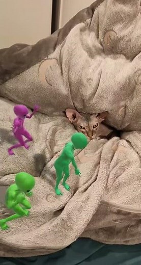 Aliens Dance for Nova the Sphynx