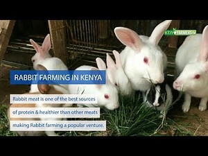 How to Start Rabbit Farming in Kenya - |Housing, breed & feeds Full Guide|