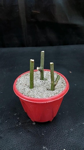 The EASIEST Way to Propagate Roses | How to Propagate a Rose from a Cutting